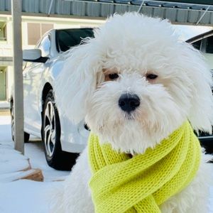 Meet your Posher, Genesis